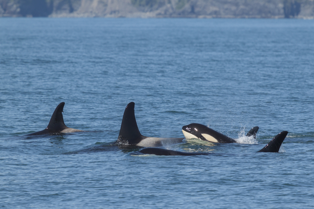 Kenai Fjords National Park