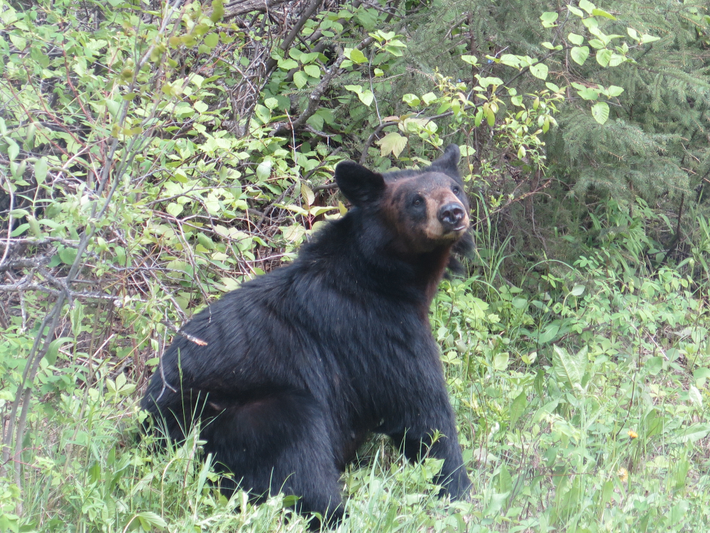Prince Albert National Park