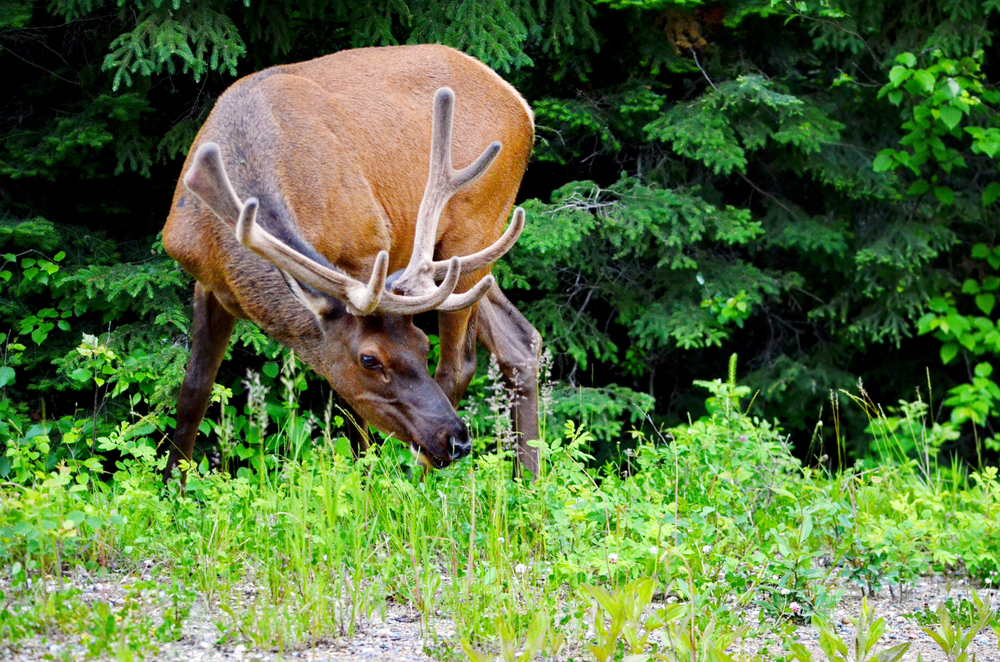 Prince Albert National Park