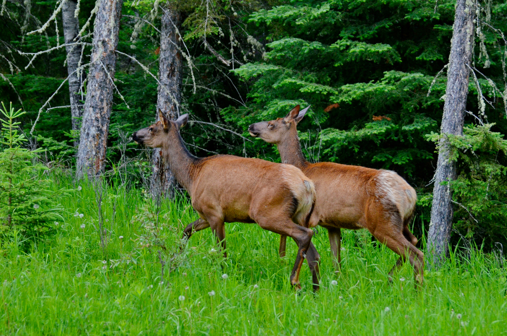 Prince Albert National Park