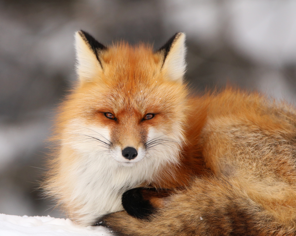 Prince Albert National Park