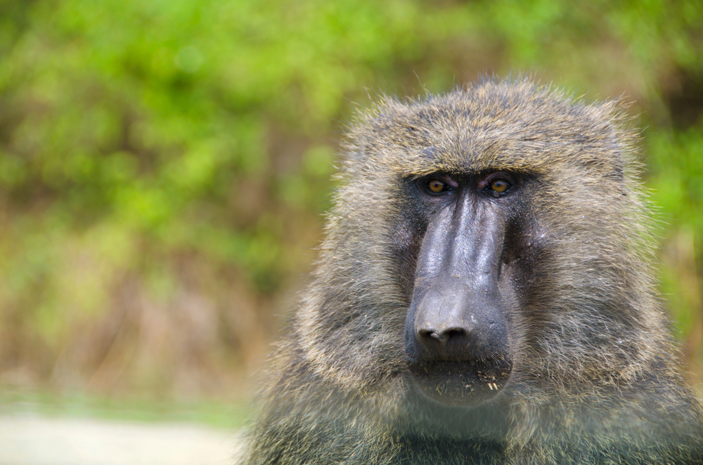 Queen Elizabeth National Park