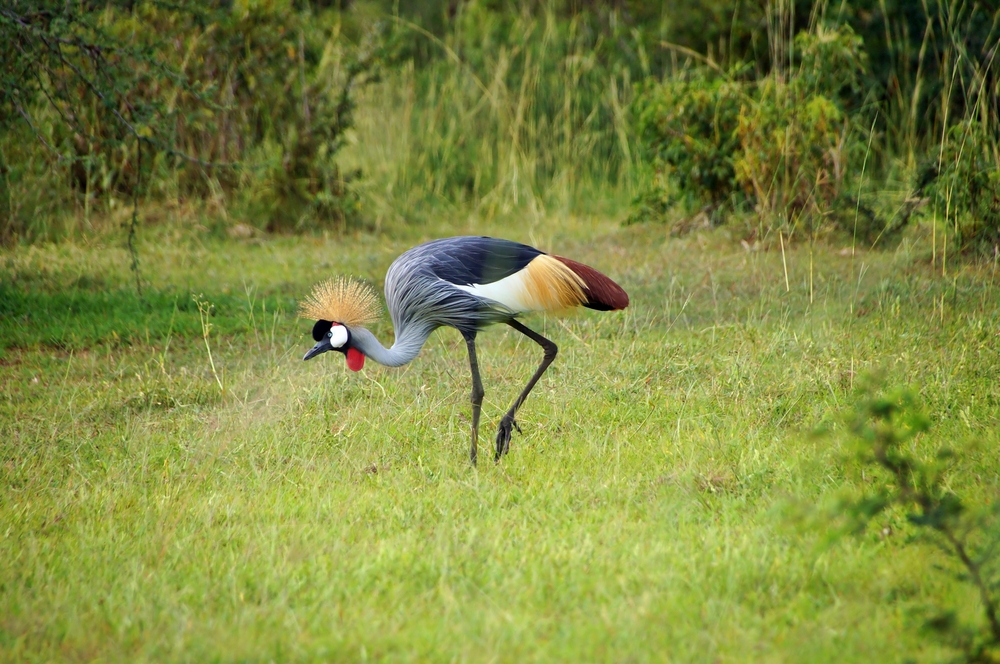 Queen Elizabeth National Park