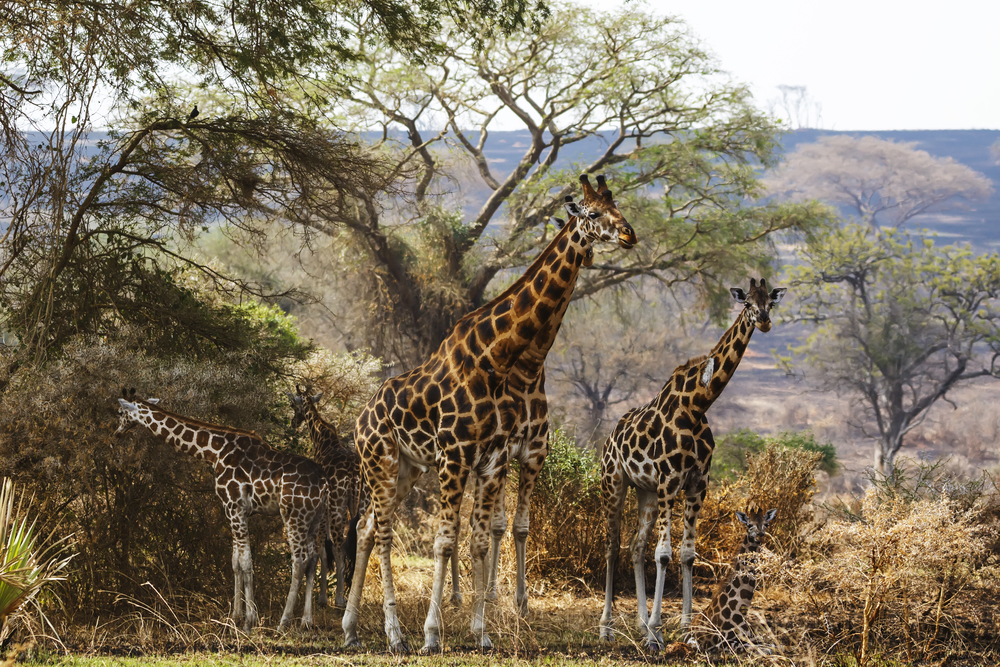 Queen Elizabeth National Park