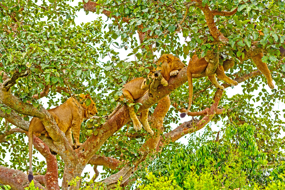 Queen Elizabeth National Park