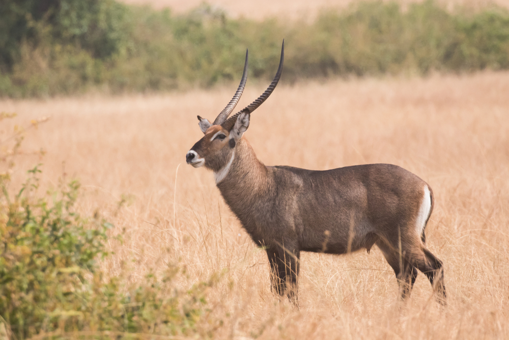 Queen Elizabeth National Park