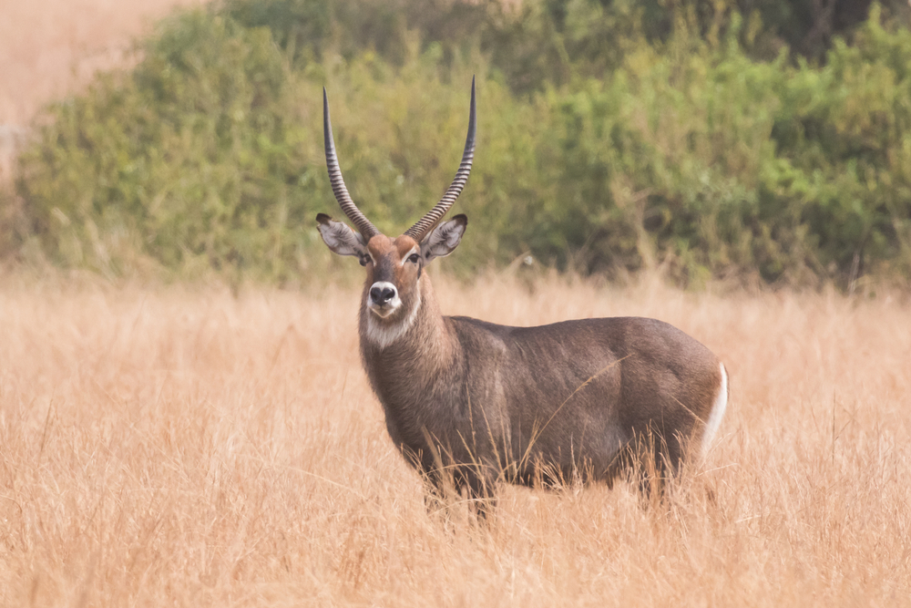Queen Elizabeth National Park