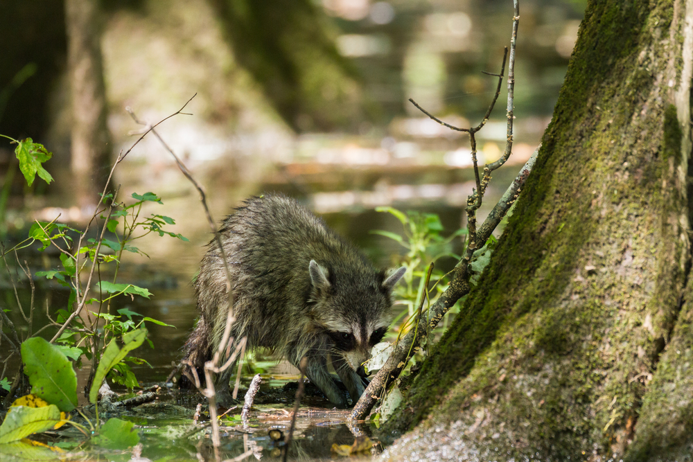 Congaree National Park