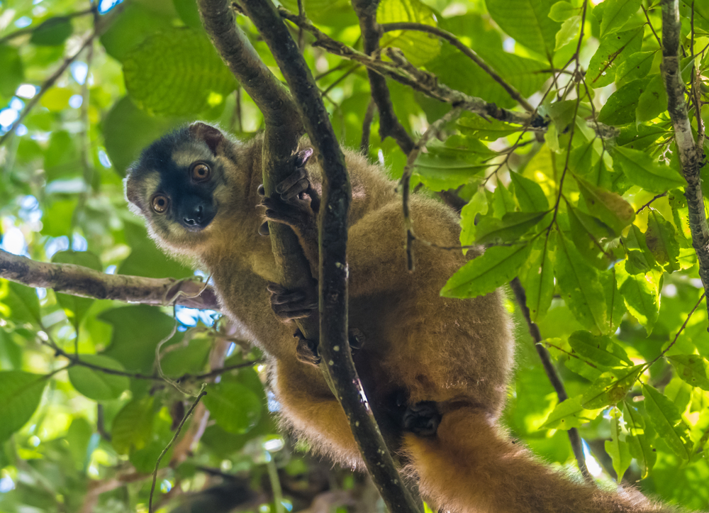 Ranomafana National Park