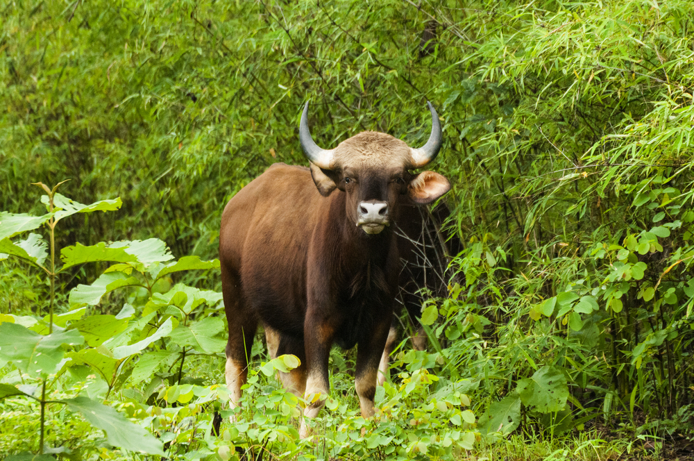 Ranthambore National Park