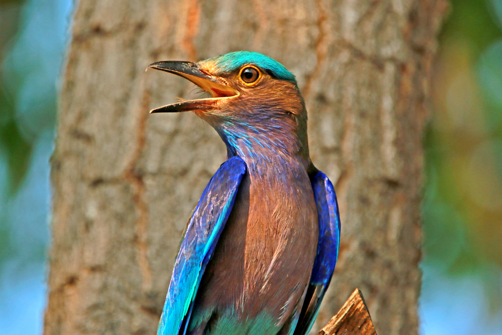 Ranthambore National Park