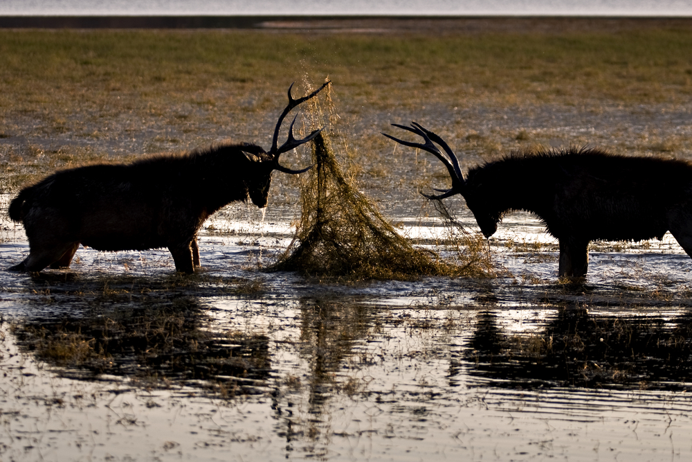 Ranthambore National Park
