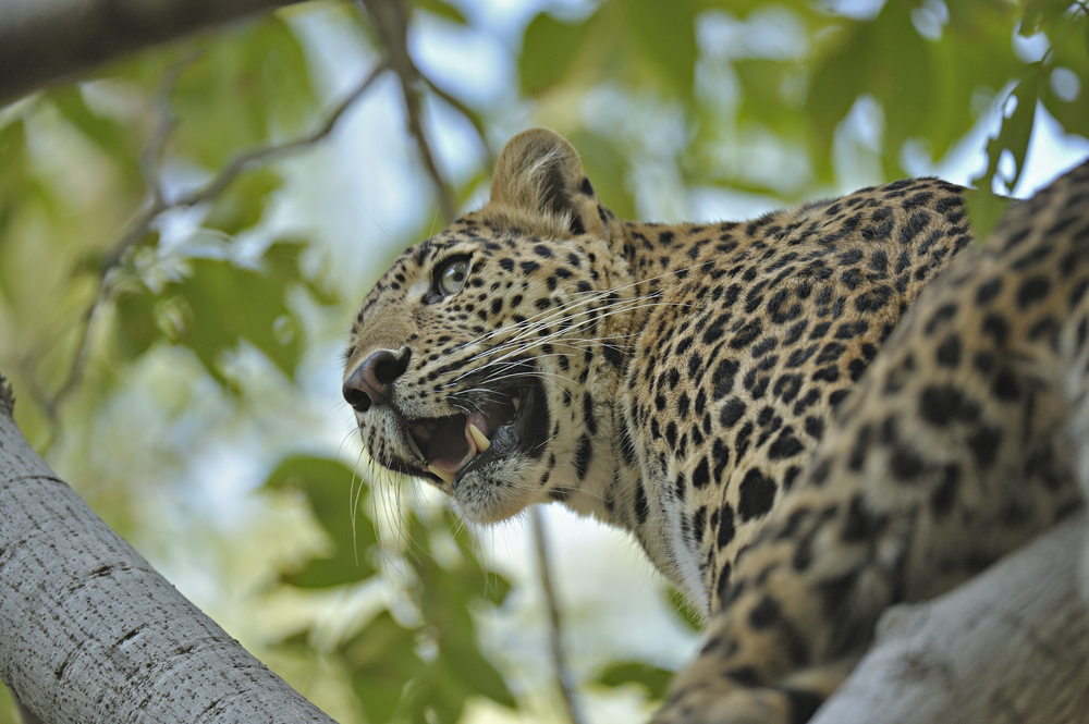 Ranthambore National Park