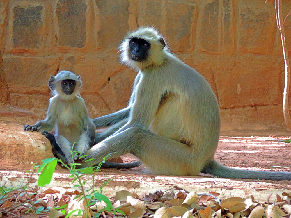 Ranthambore National Park