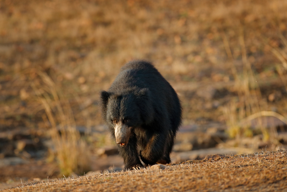 Ranthambore National Park