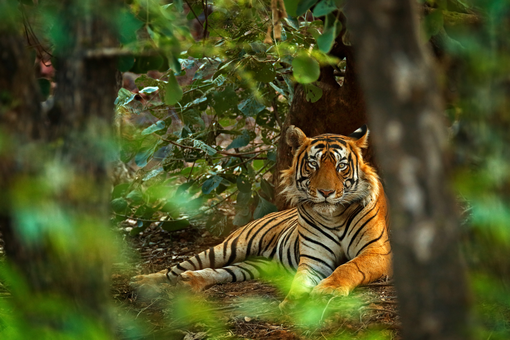 Ranthambore-National-Park-tiger-laying-down