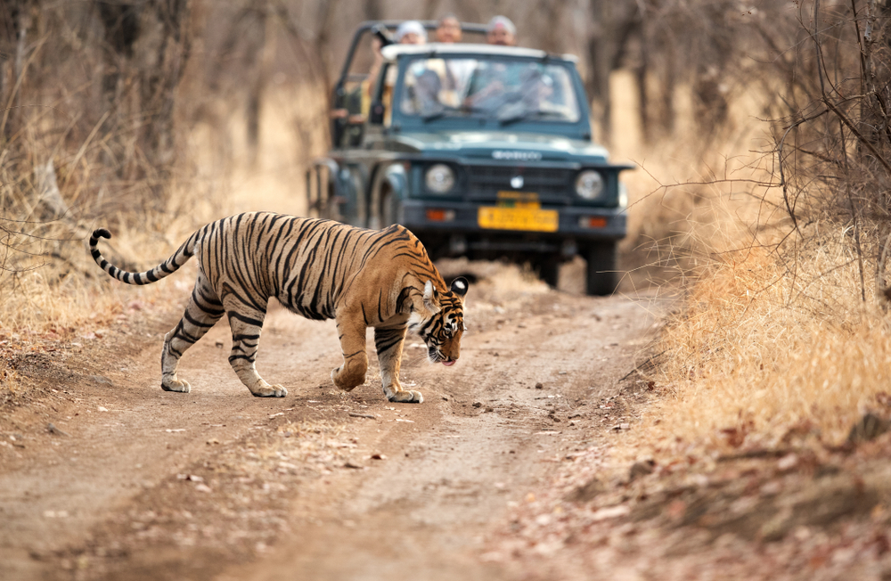 Ranthambore National Park