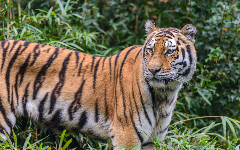 Ranthambore National Park
