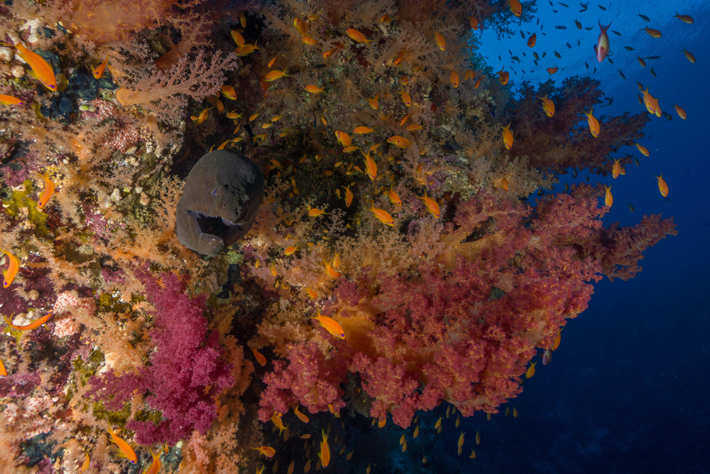 Ras Muhammad National Park