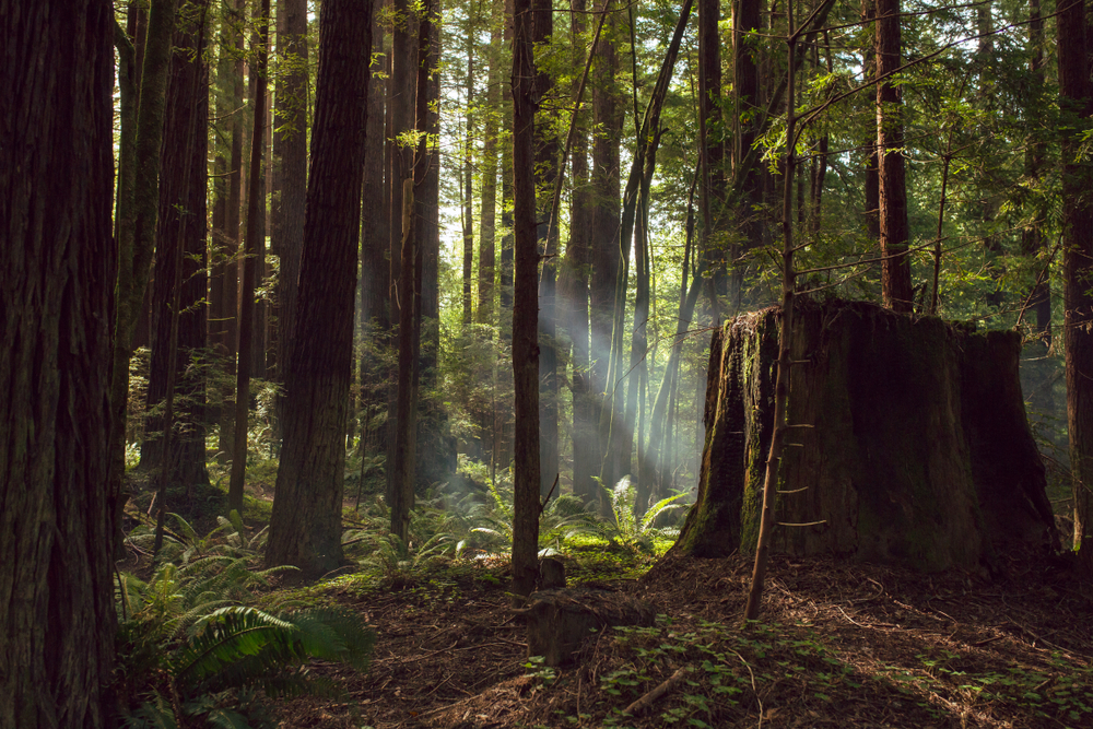 Redwood National Park