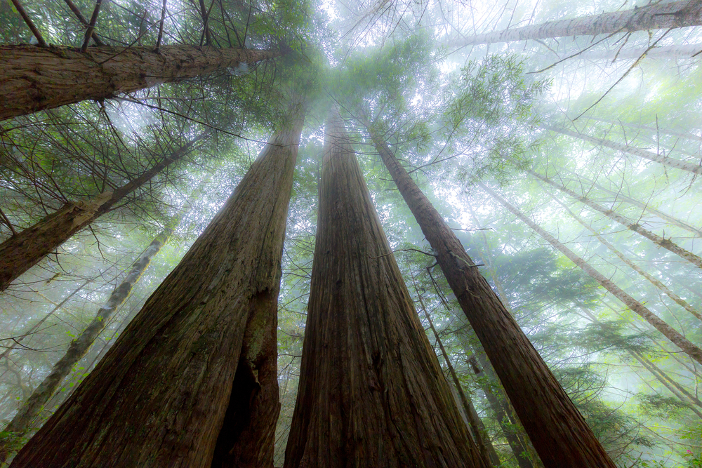 Redwood National Park