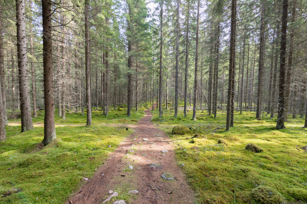 Repovesi National Park