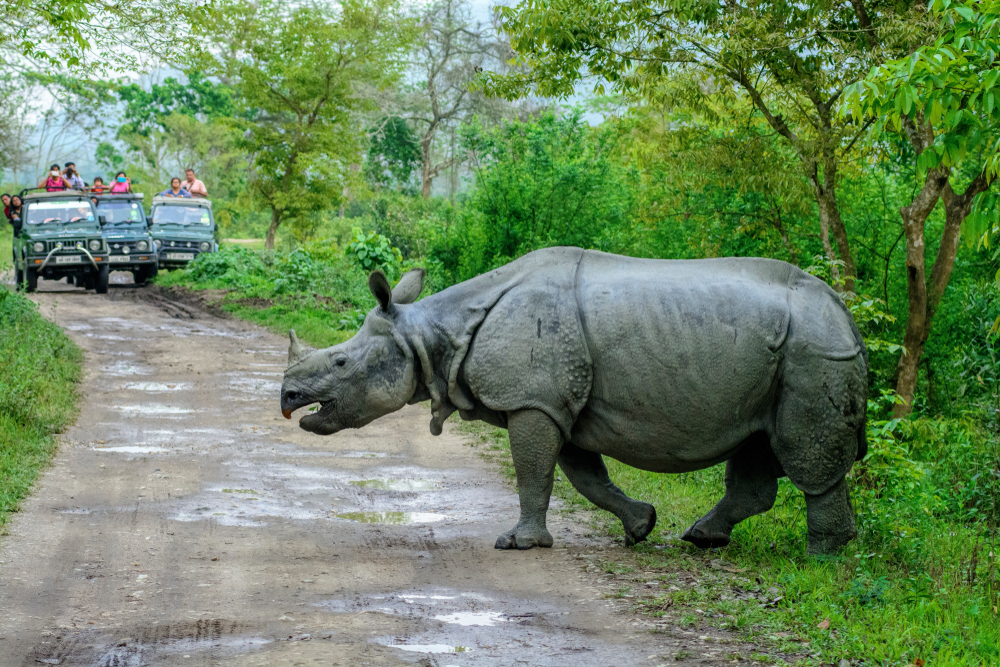 Kaziranga National Park