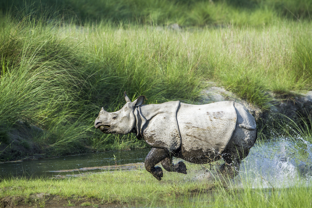 Kaziranga National Park
