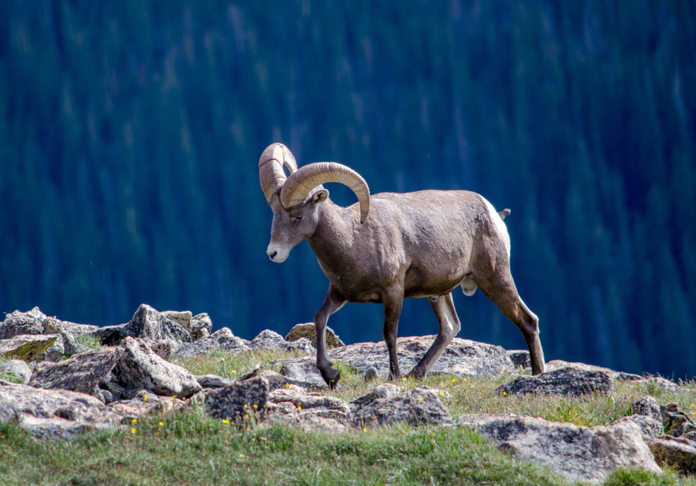 Rocky Mountain National Park