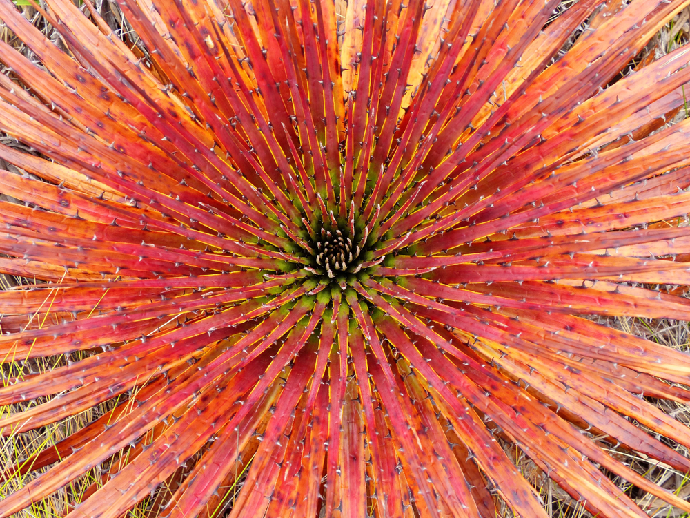 El Cajas National Park