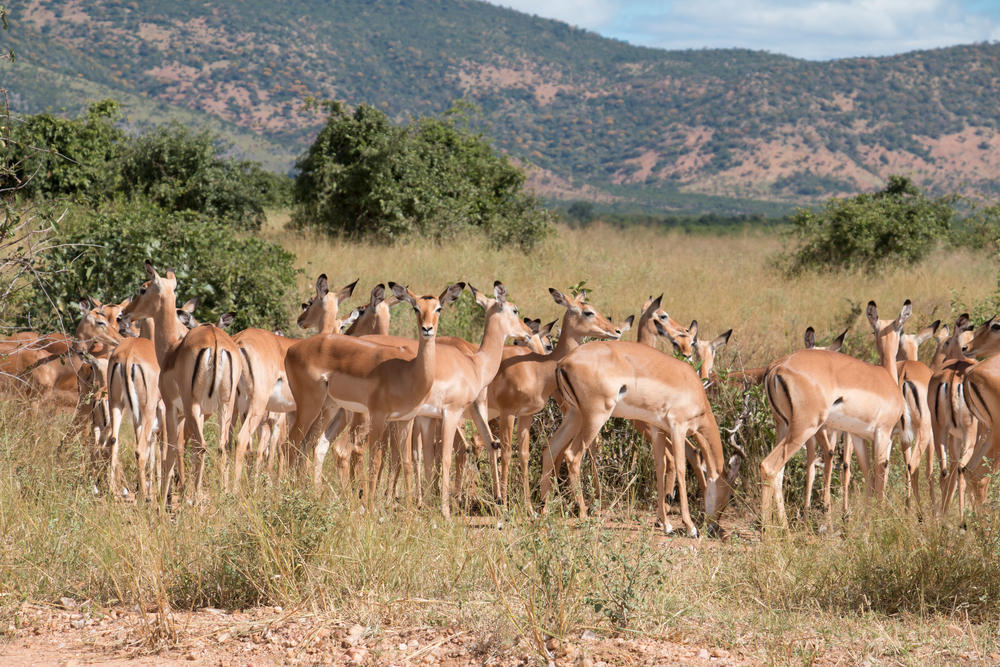 Ruaha National Park