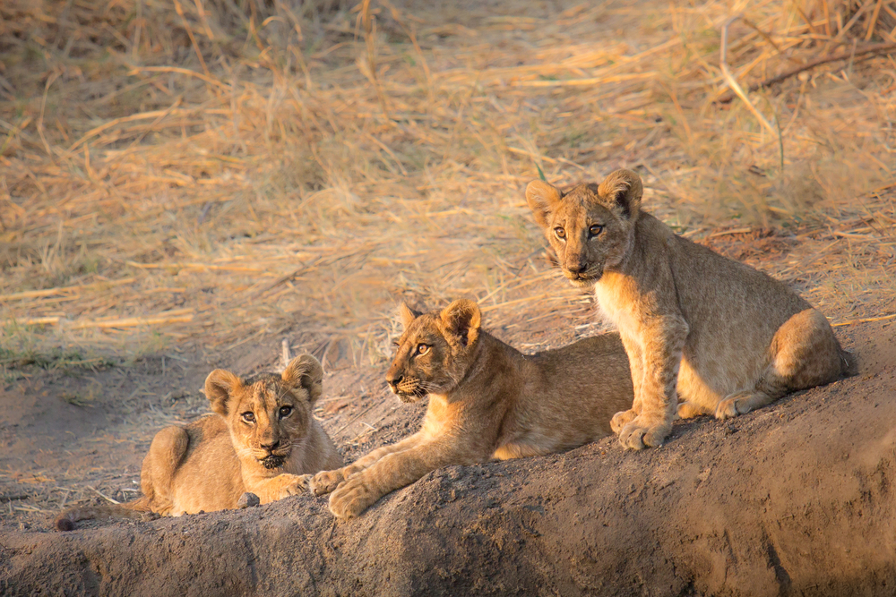 Ruaha National Park