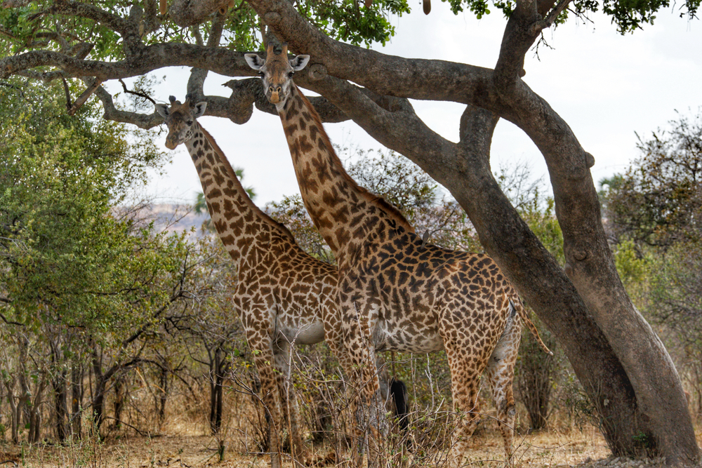 Ruaha National Park