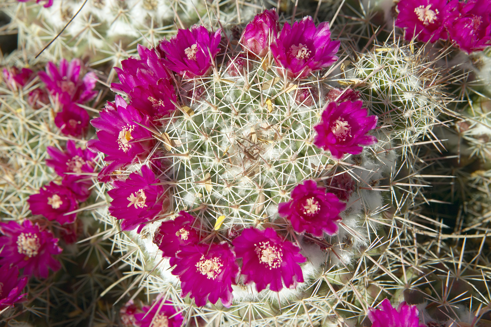 Saguaro National Park
