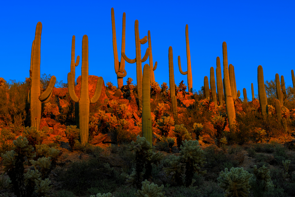 Saguaro National Park