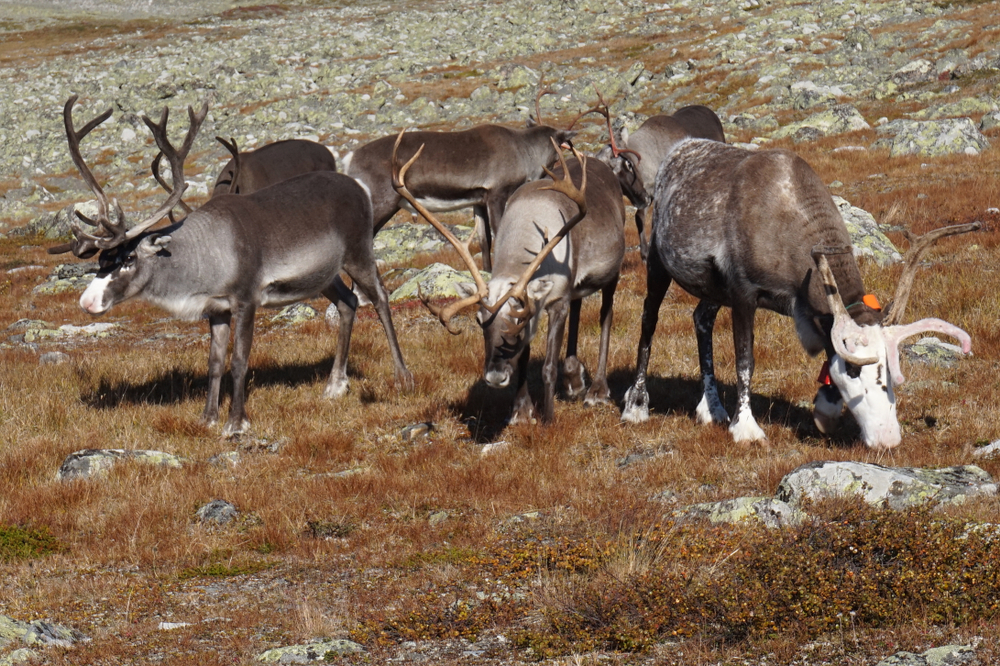 Sarek National Park