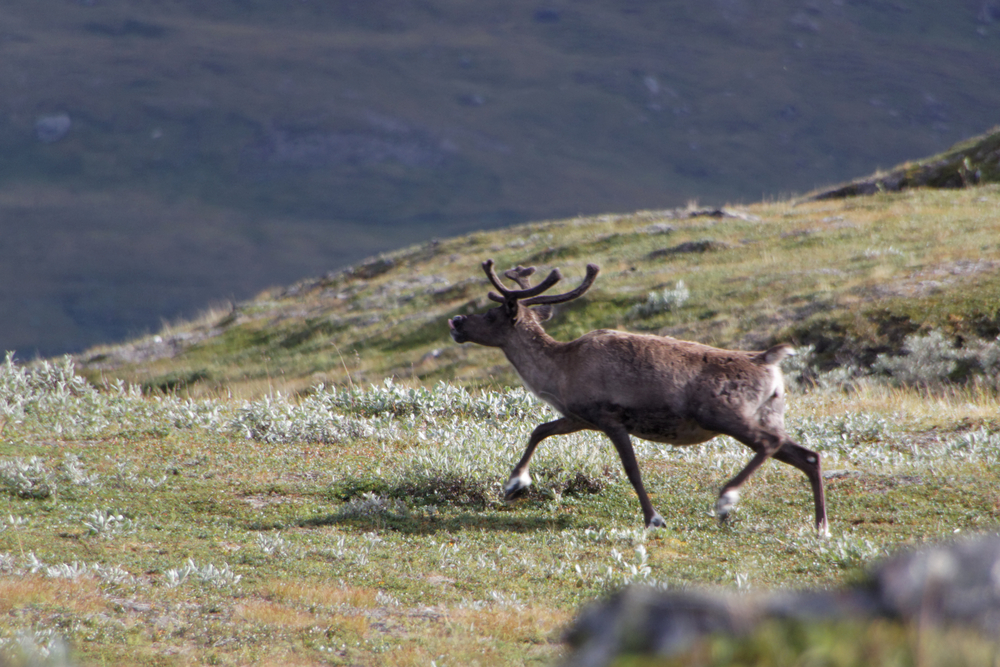 Sarek National Park