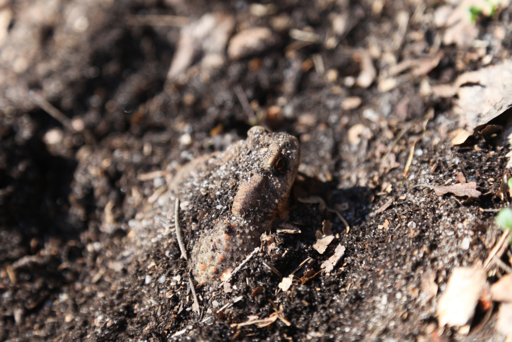 Saxon Switzerland National Park