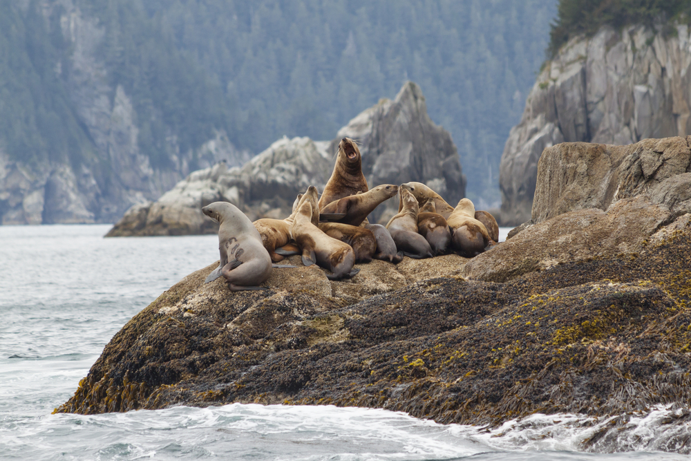 Kenai Fjords National Park