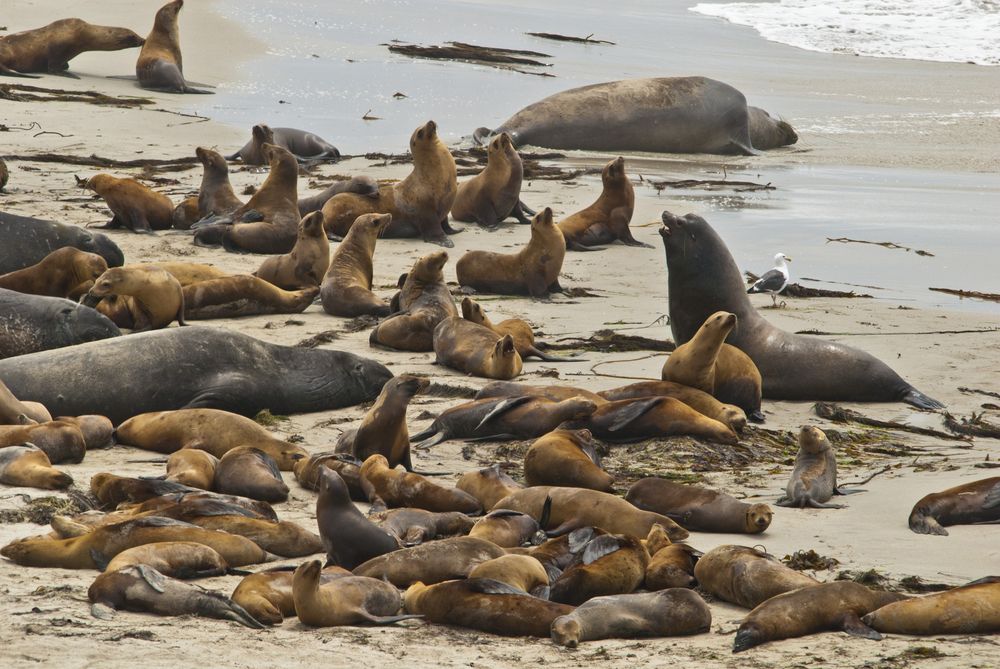 Channel Islands National Park
