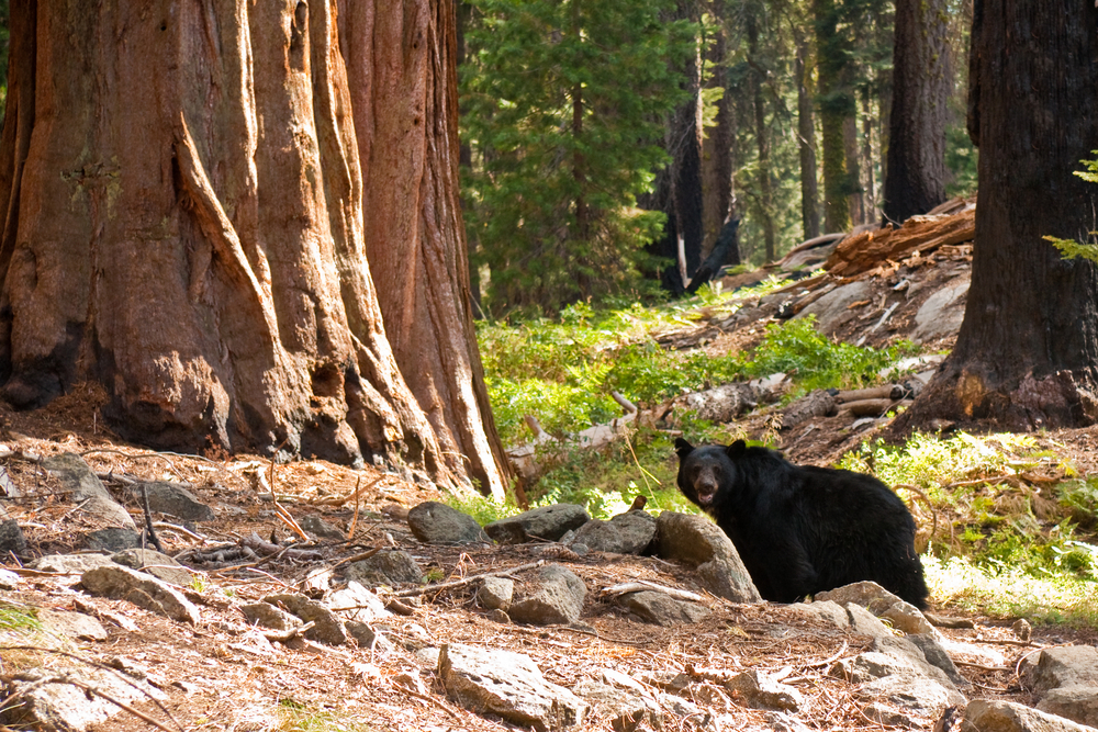Sequoia National Park