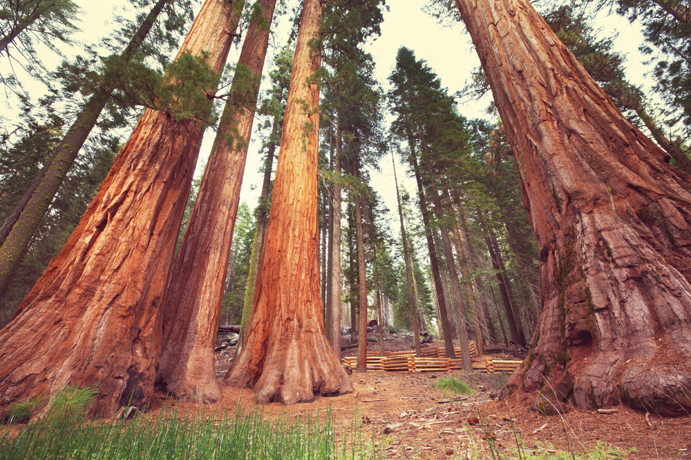 Sequoia National Park