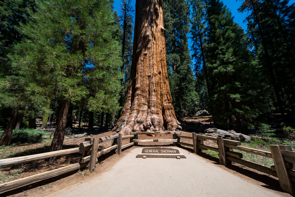 Sequoia National Park