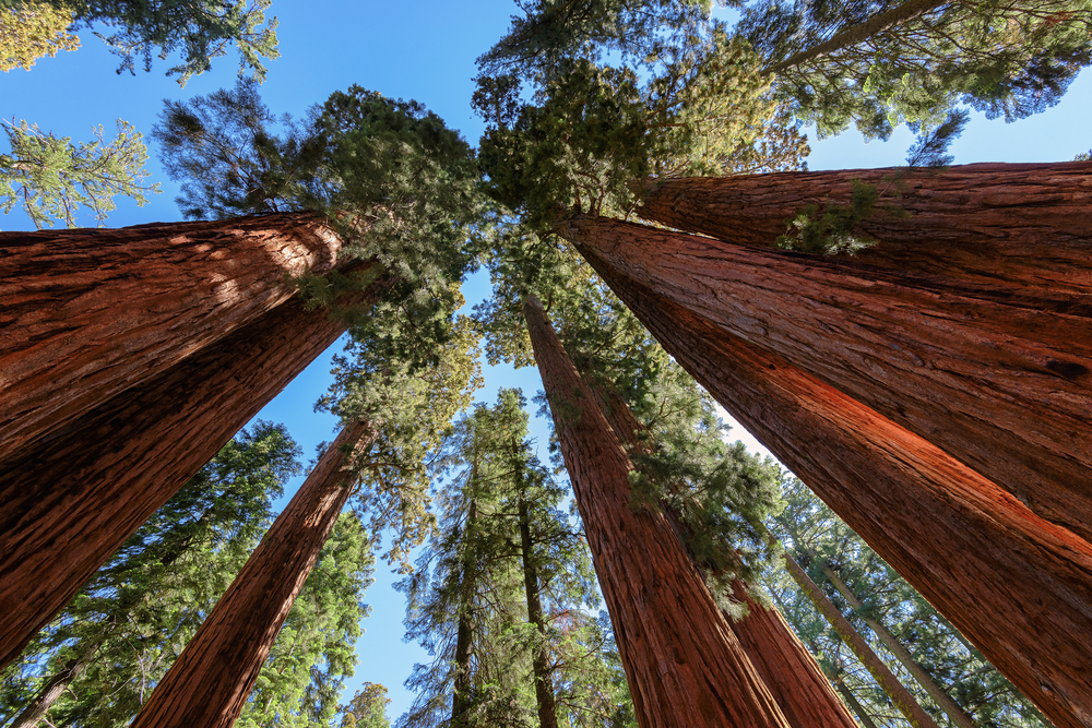 Sequoia National Park