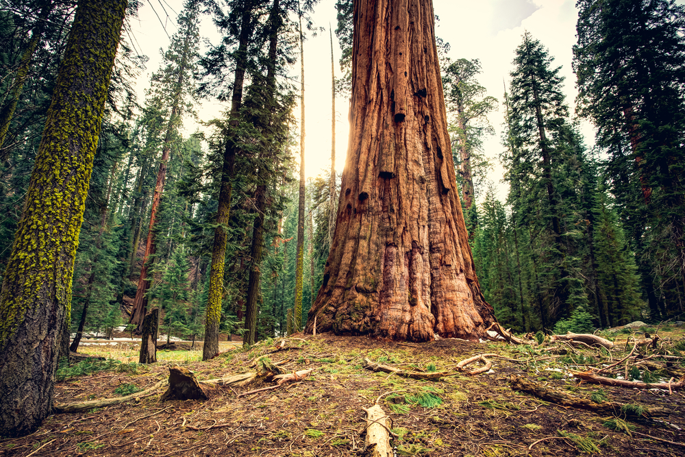Sequoia National Park