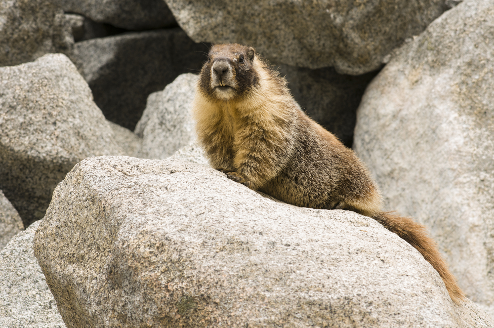 Sequoia National Park