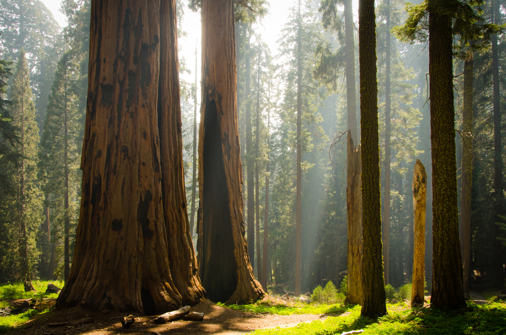 Kings Canyon National Park