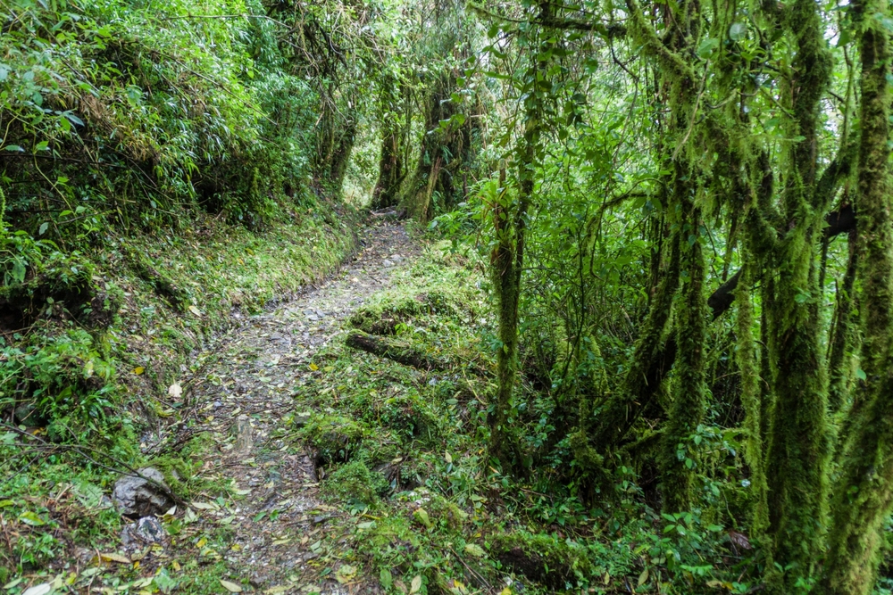 Podocarpus National Park