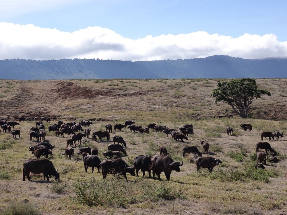 Serengeti National Park
