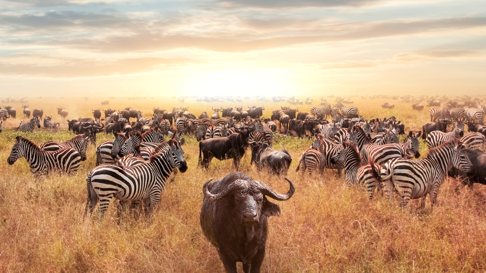 Serengeti National Park